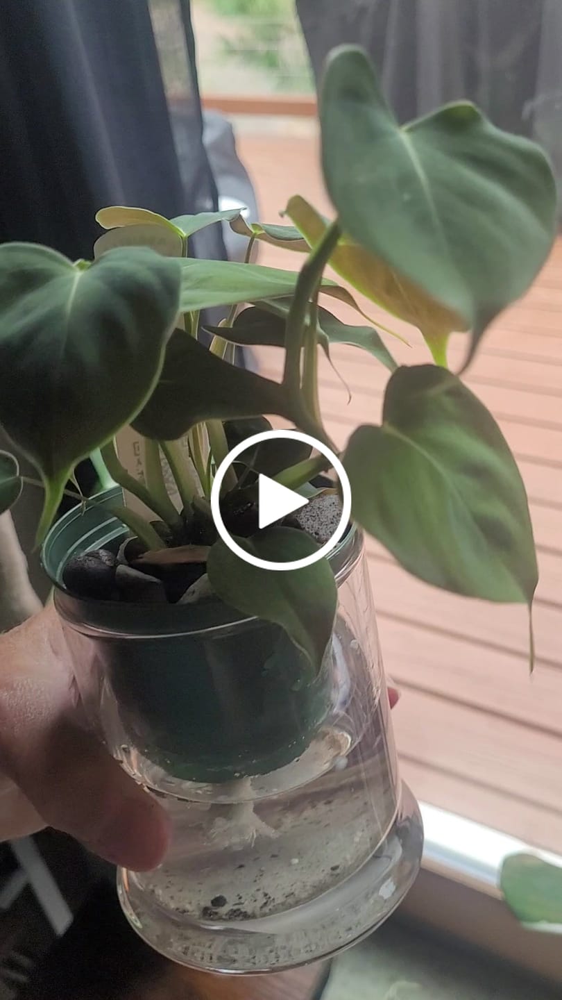 Customer video review of Philodendron lupinum