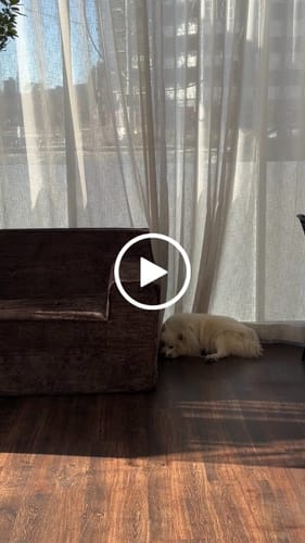 Customer video review of Loungi Right