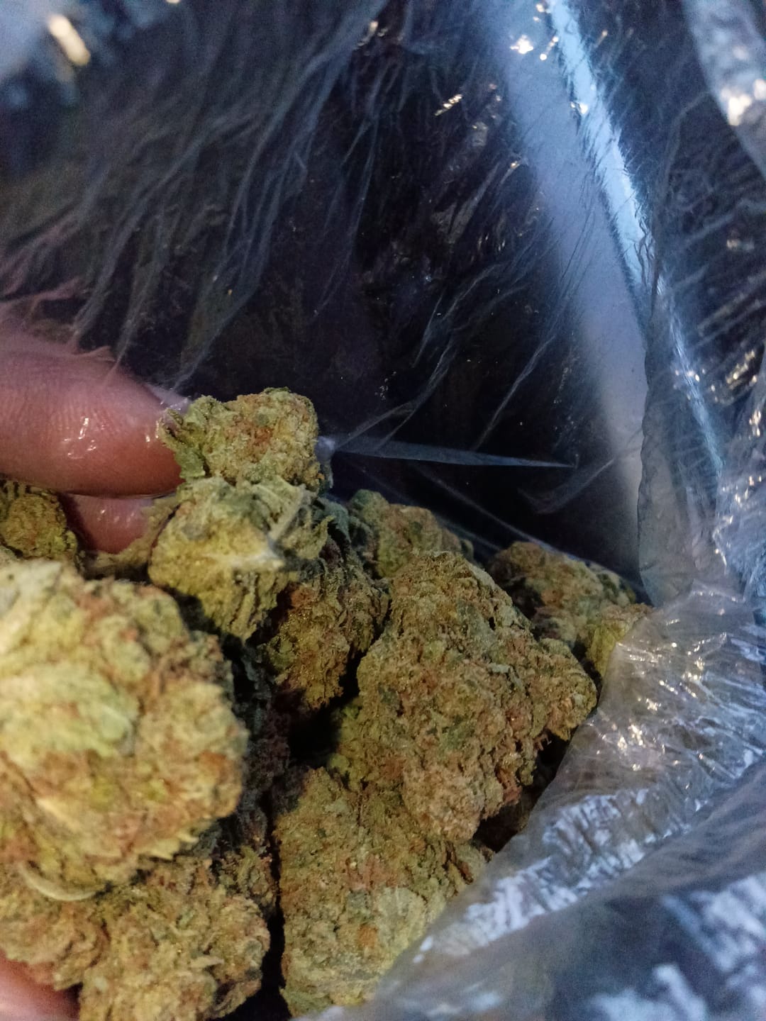 Customer photo review of Gas Face - Bulk - (Indica)