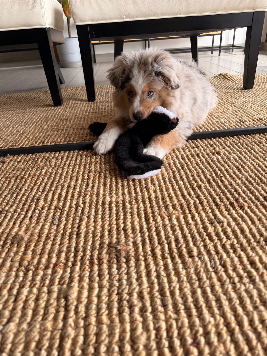 Customer photo review of Pack de Calma Sin Relleno THE DOGS