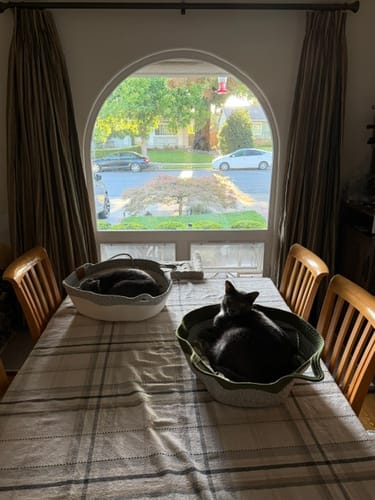 Customer's two Instinct Baskets sitting on a dining table with cats resting inside, positioned before a large window.
