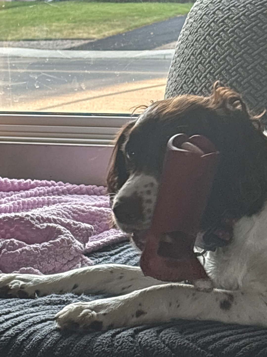 Customer photo review of 12 Inch Standard Bully Stick