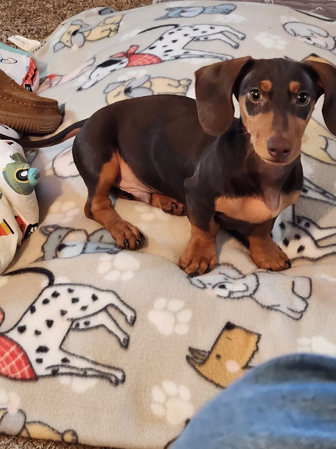 Customer photo review of 6 PUP PADS