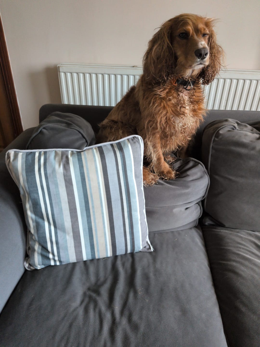 Customer photo review of Broad Stripe Cotton Canvas Fabric