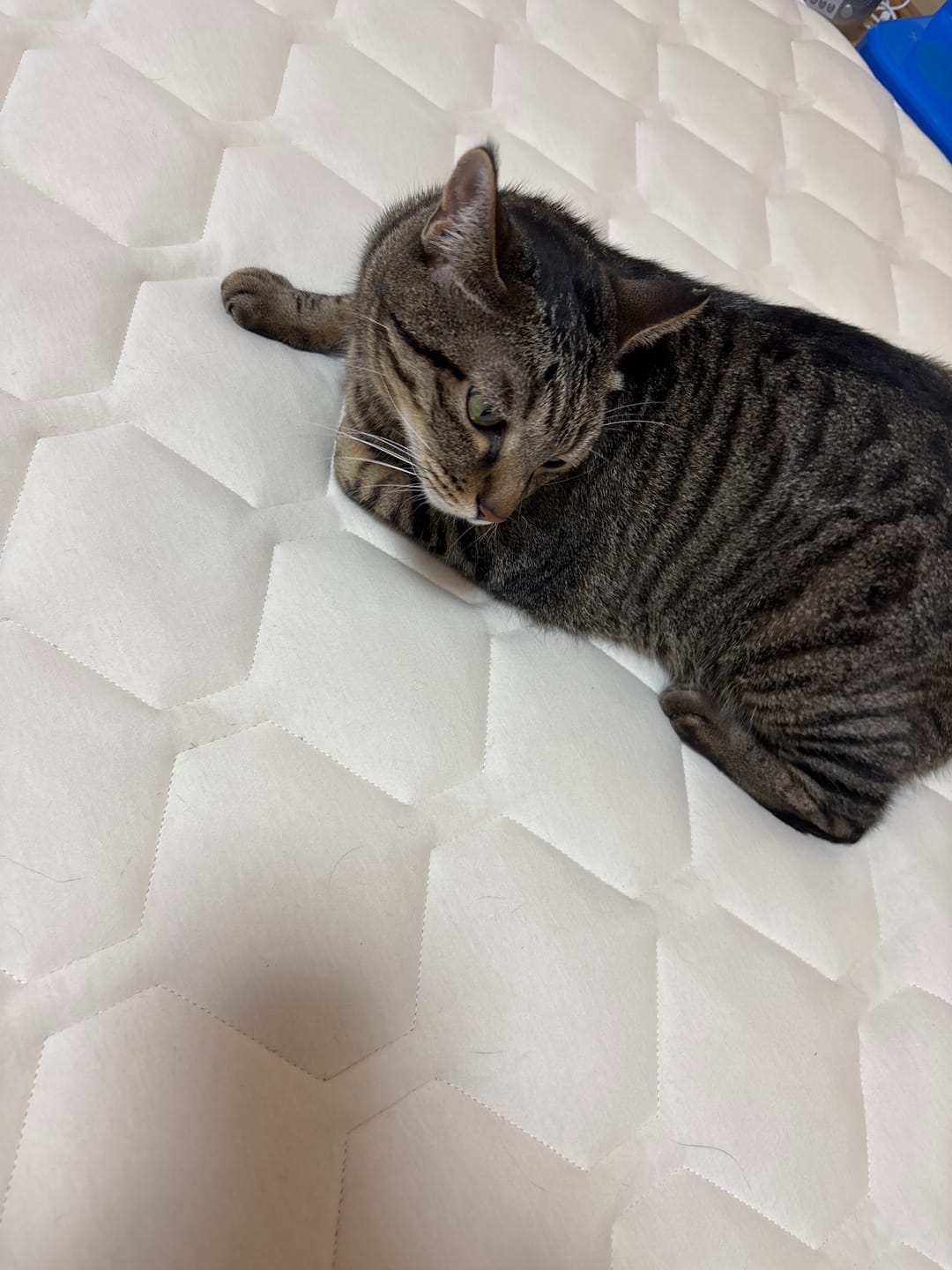 Customer photo review of SLEEP HEXAGON　ホルミシス敷パッド