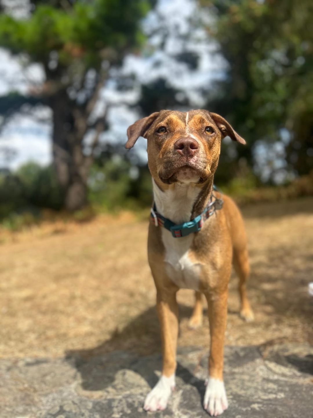 Customer photo review of Comfort Collar