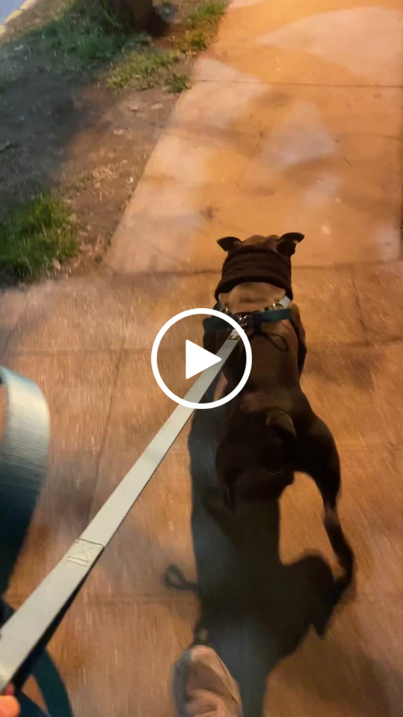 Customer video review of Correa Larga para Perros - Tactic | 5 mts | Turquoise
