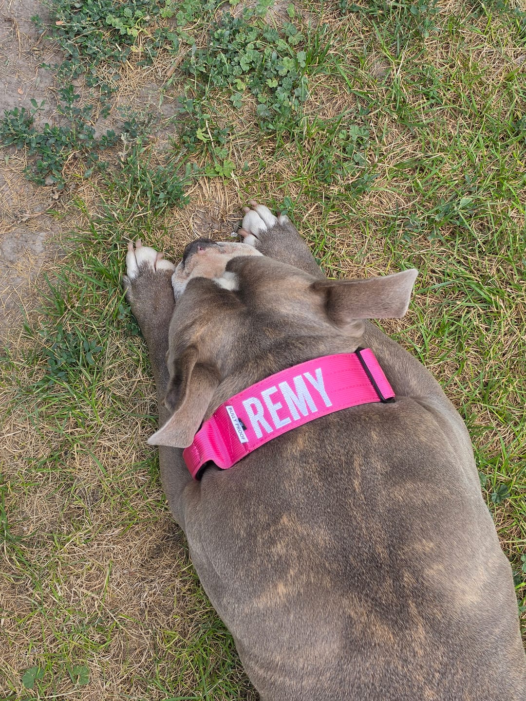 Customer photo review of Bully Proof Collar