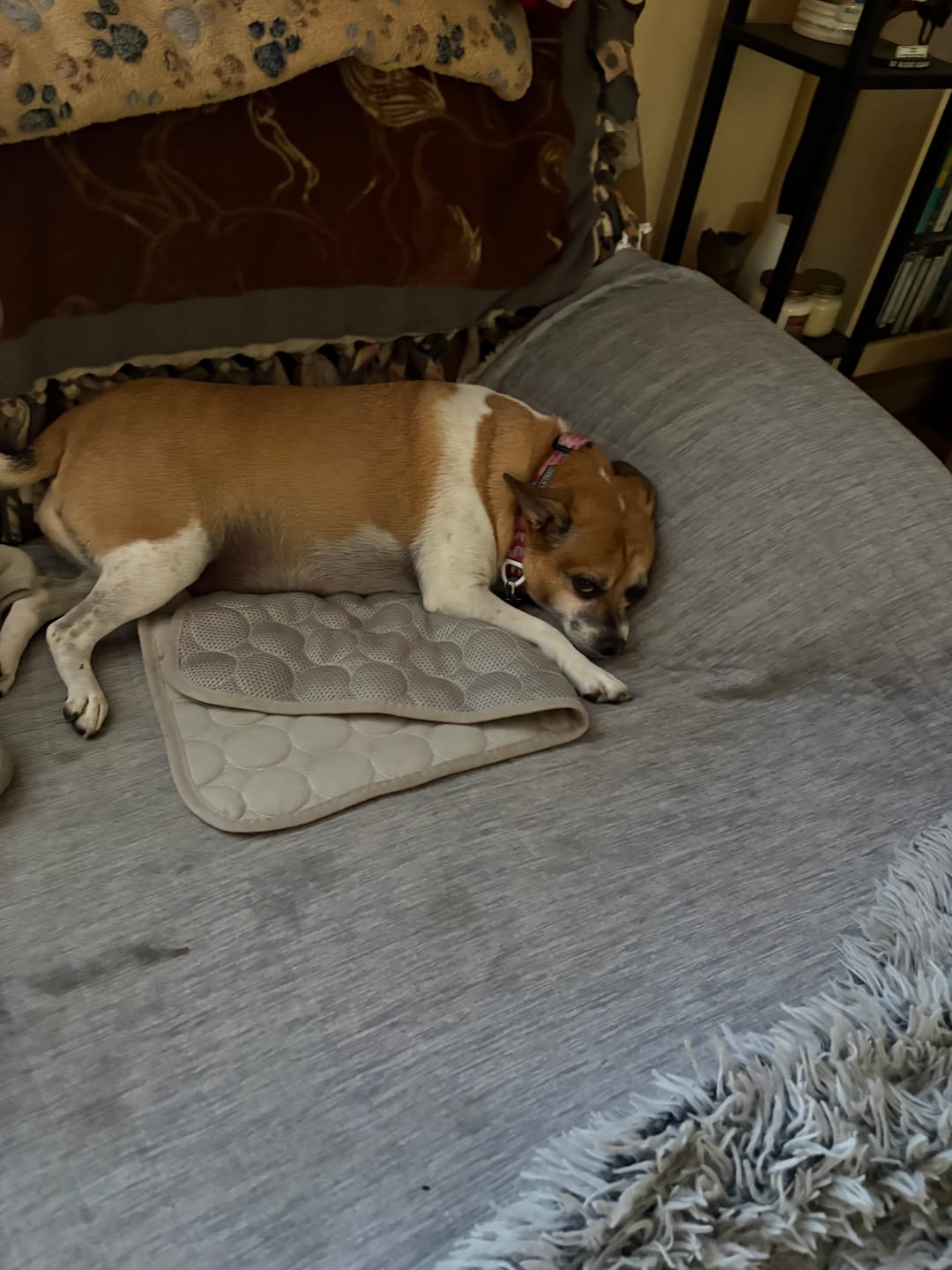 Customer photo review of IcyNap | Ice-Silk Continuous Cooling Dog Cooling Mat