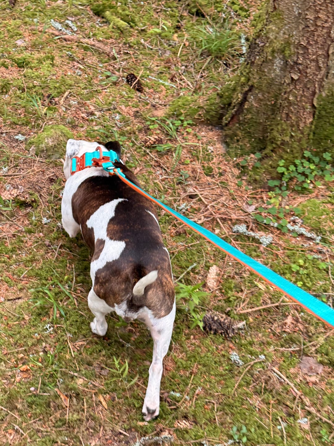 Customer photo review of 4cm LIGHTER Combat® Collar | With Handle & Secure Clip - Turquoise & Orange