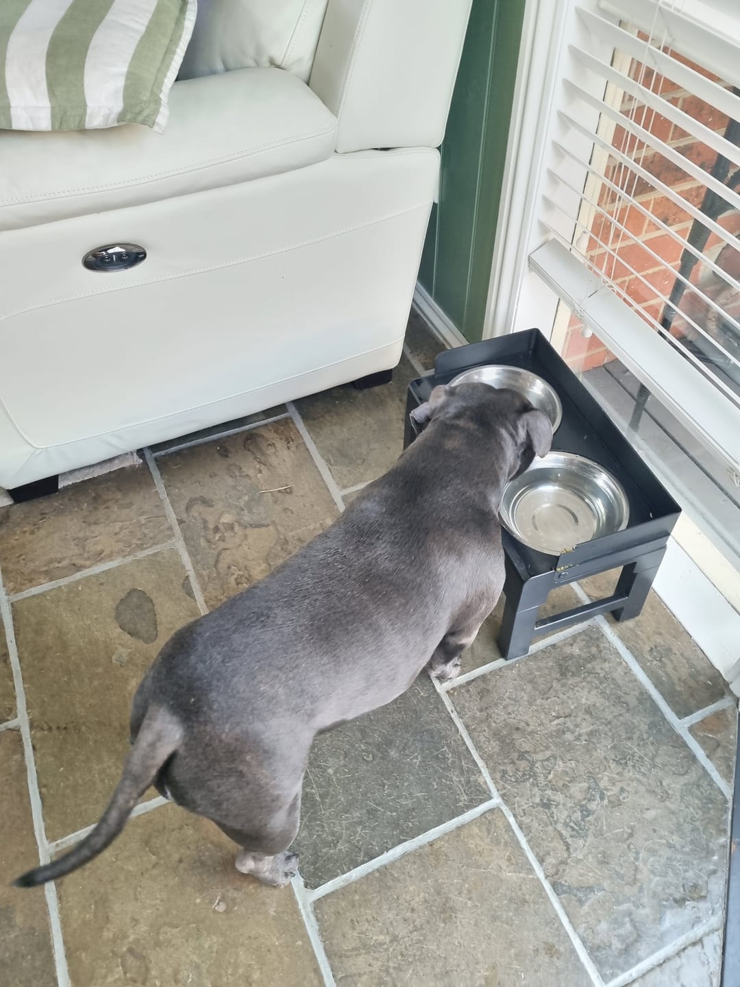 Customer photo review of Elevated Dog Bowls Pet Feeder 6 Height Adjustable Raised Food Water Large