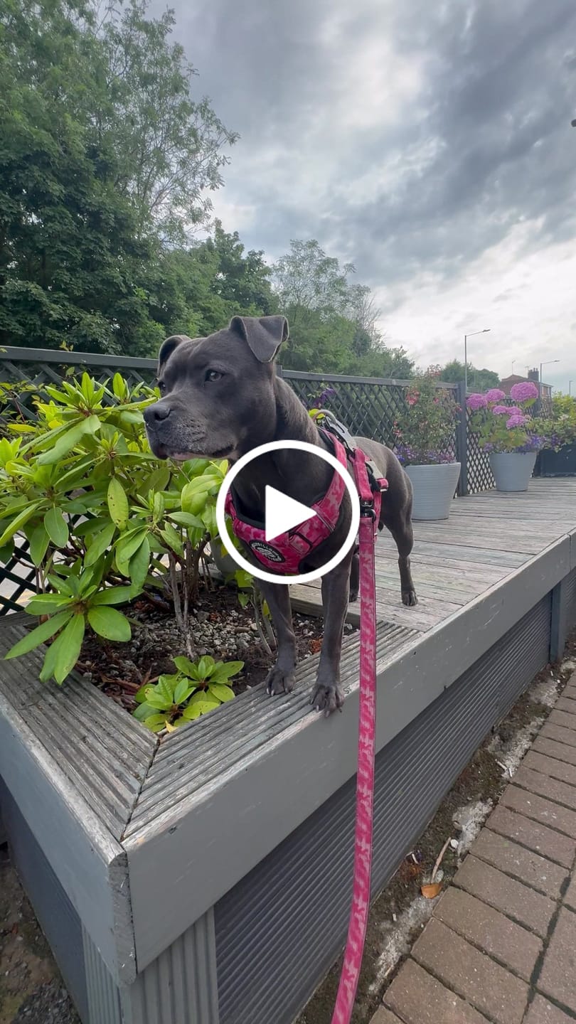 Customer video review of Anti Pull Hurricane Harness Lighter | With Handle - BalmyBillows Purple