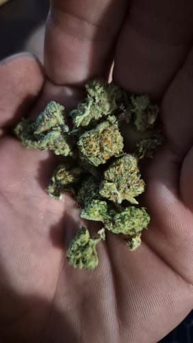 Customer's hand holding a collection of small, dense Lemonatti Littles buds with orange hairs.