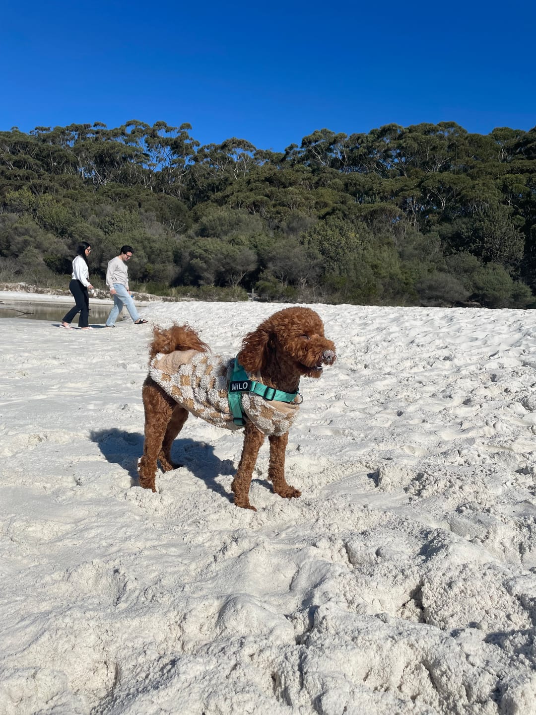 Customer photo review of The Good Dog Lead