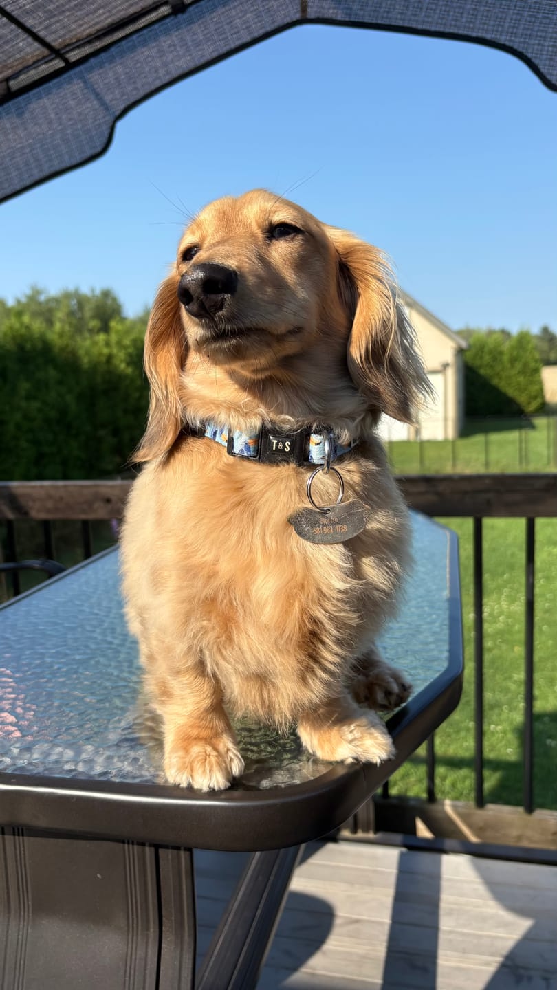 Customer photo review of Horizon Pulsar - Croquettes pour chiens de petite race