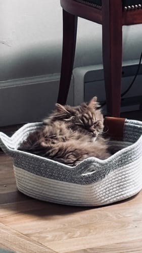 Customer's fluffy cat resting inside the round, grey and white woven Instinct Basket on a wooden floor.