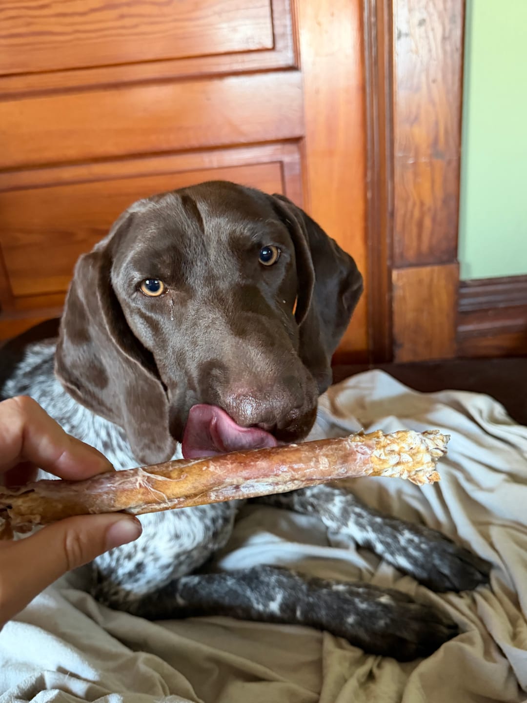 Customer photo review of 10-12 Inch Champion Chew