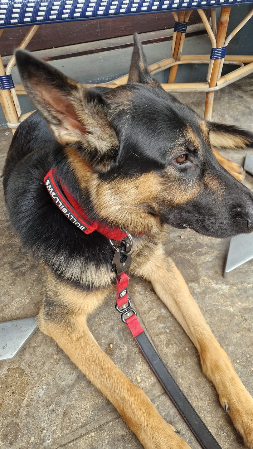 Customer photo review of 5cm Combat® Collar | With Handle & Secure Clip - Red