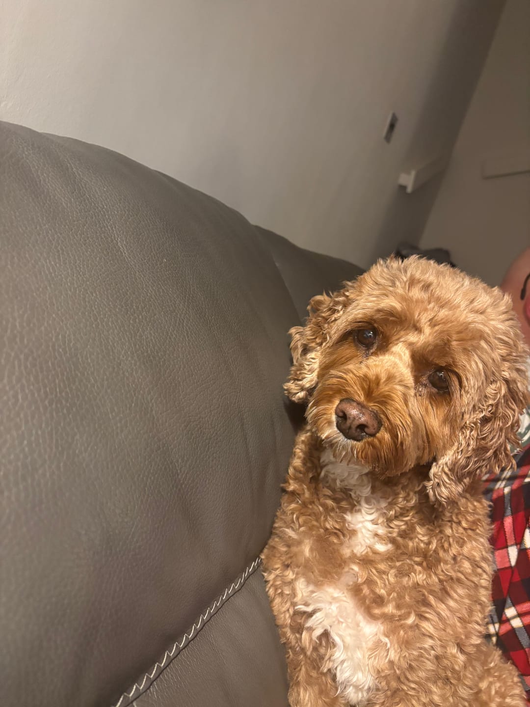Customer photo review of Probiotic Ear Care Spray for Pets - 100ml