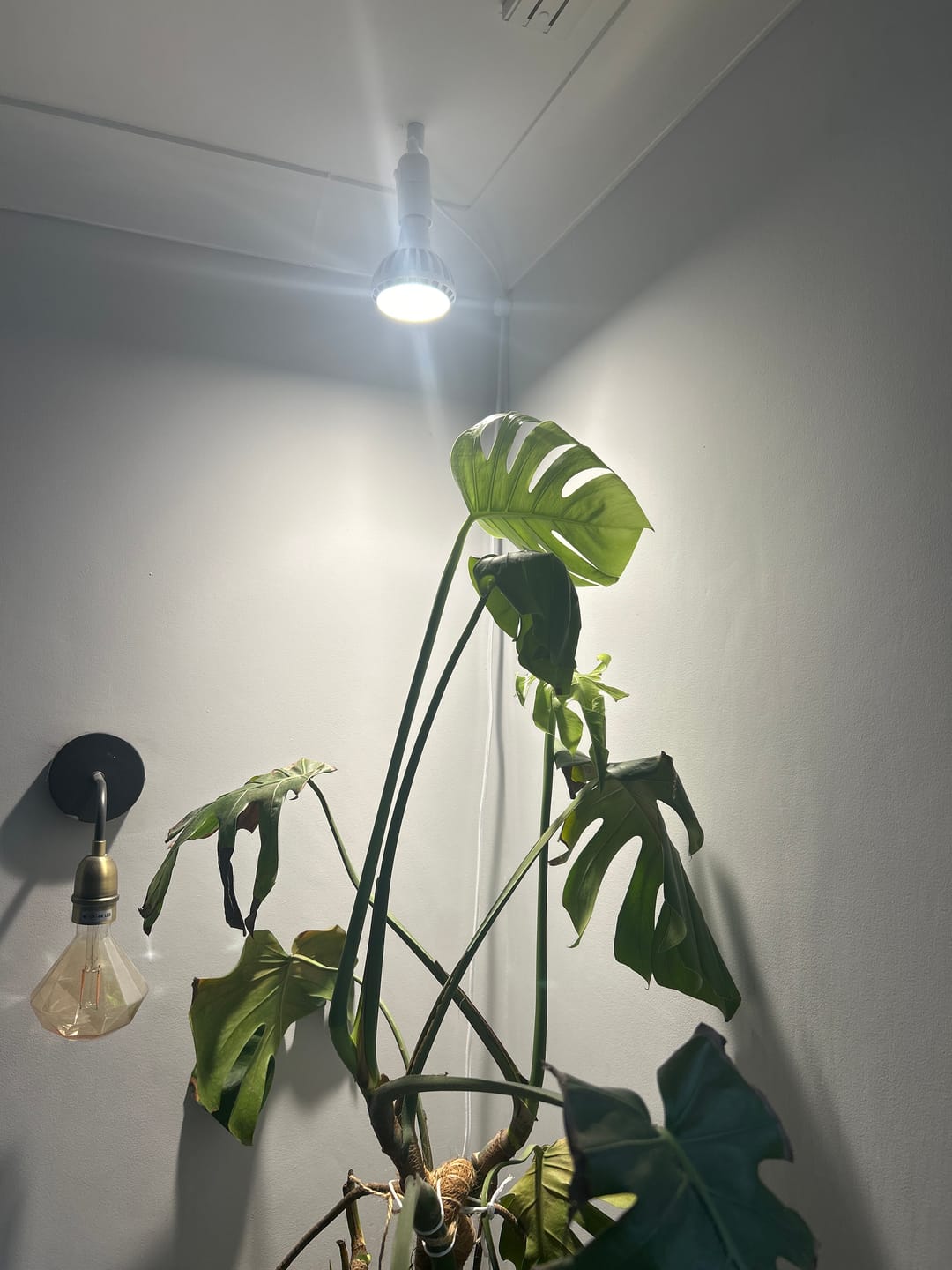 Customer photo review of Pianta Grow Light and Enna Plug-in Ceiling Pendant Bundle