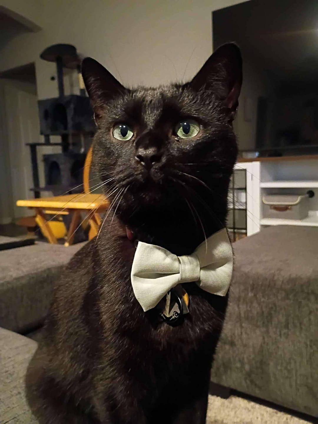 Customer photo review of Sage Green Dog Bow Tie or Cat Bow Tie