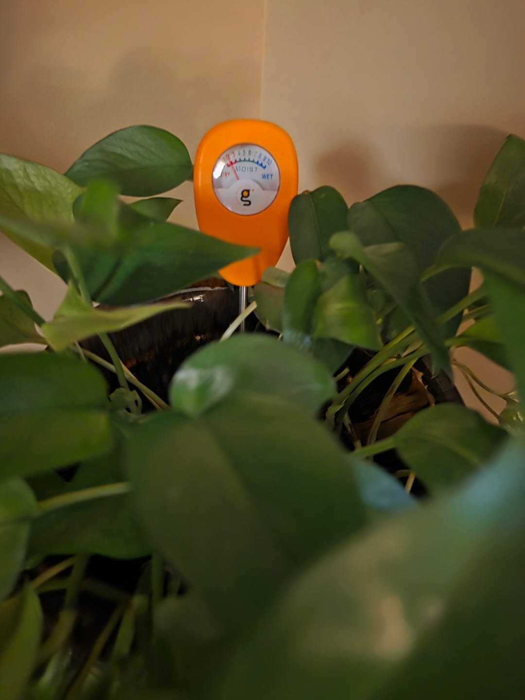 Customer photo review of Soil Moisture Meter