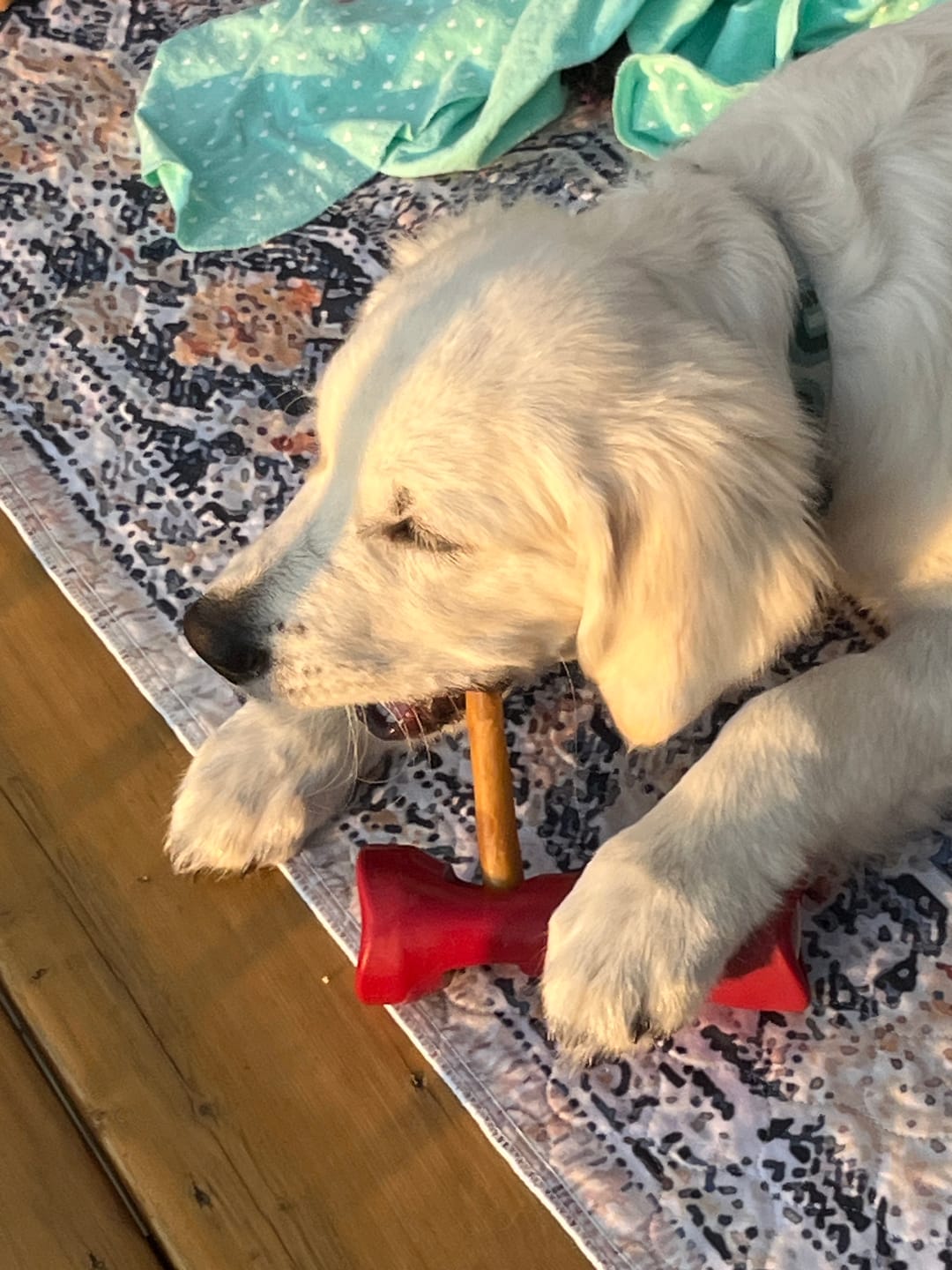 Customer photo review of 6 Inch Beef Jerky Stick