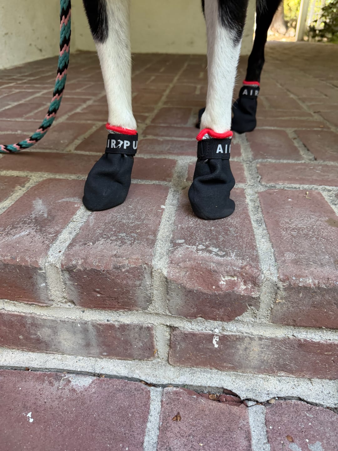 Customer photo review of AIR PUP SPRINTERS - SET OF 4