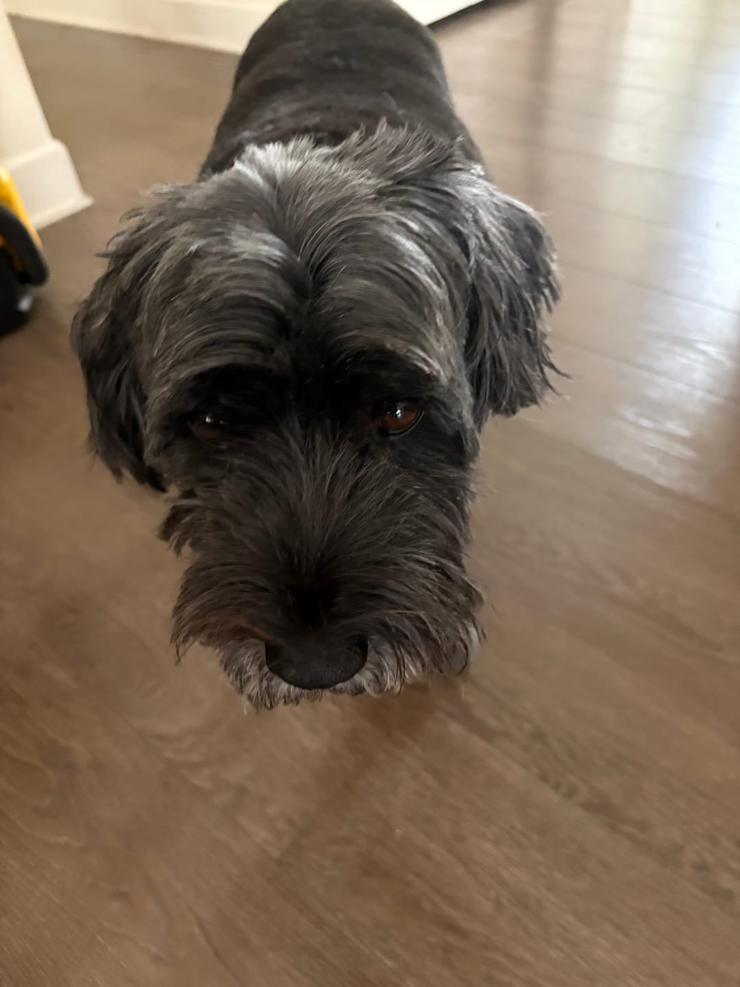 Customer photo review of Freeze Dried Beef Liver (3.52 oz)