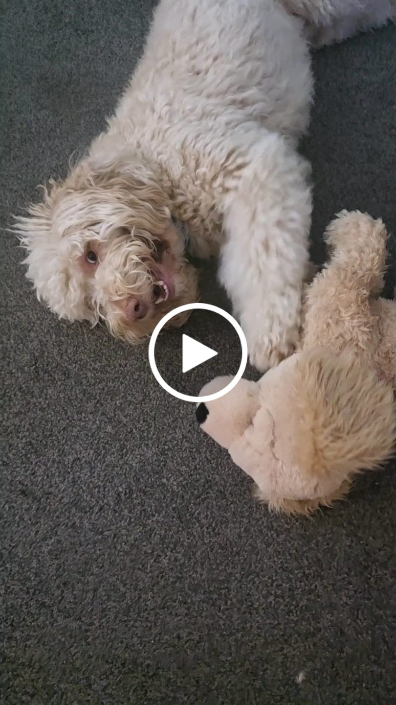 Customer video review of Muttley Crew Selection