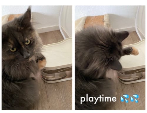 Customer photo review of Wireless Weight-Sensing Pet Fountain
