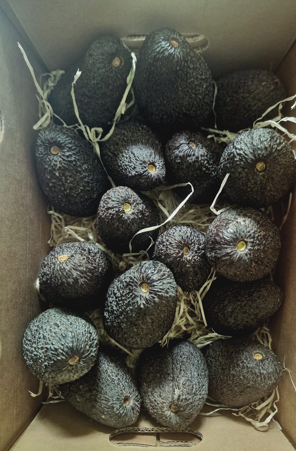 Customer photo review of Avocado Hass 15 Monate baumgereift von Julian