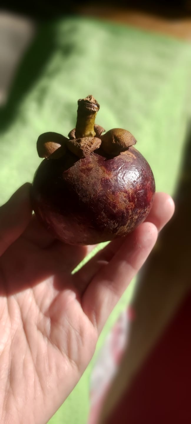 Customer photo review of Mangostan unbehandelt Thailand 1,5kg Box Promo %
