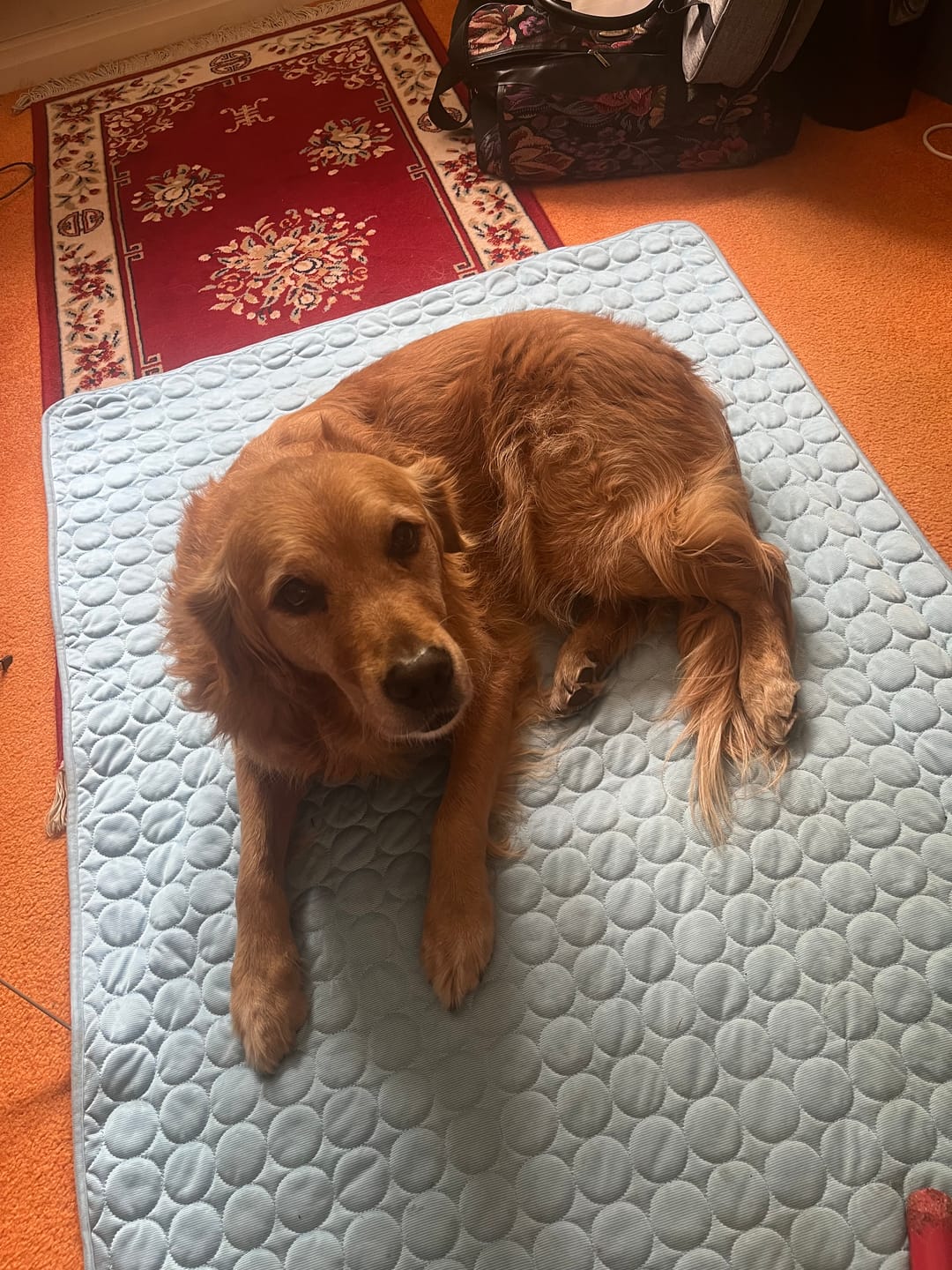 Customer photo review of The Ultimate Cooling Pet Mat