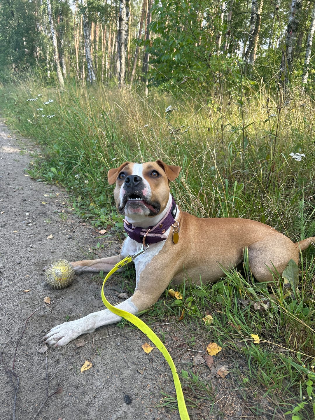 Customer photo review of Szeroka obroża z klamrą - Active Komfort Rose Edition Śliwkowa