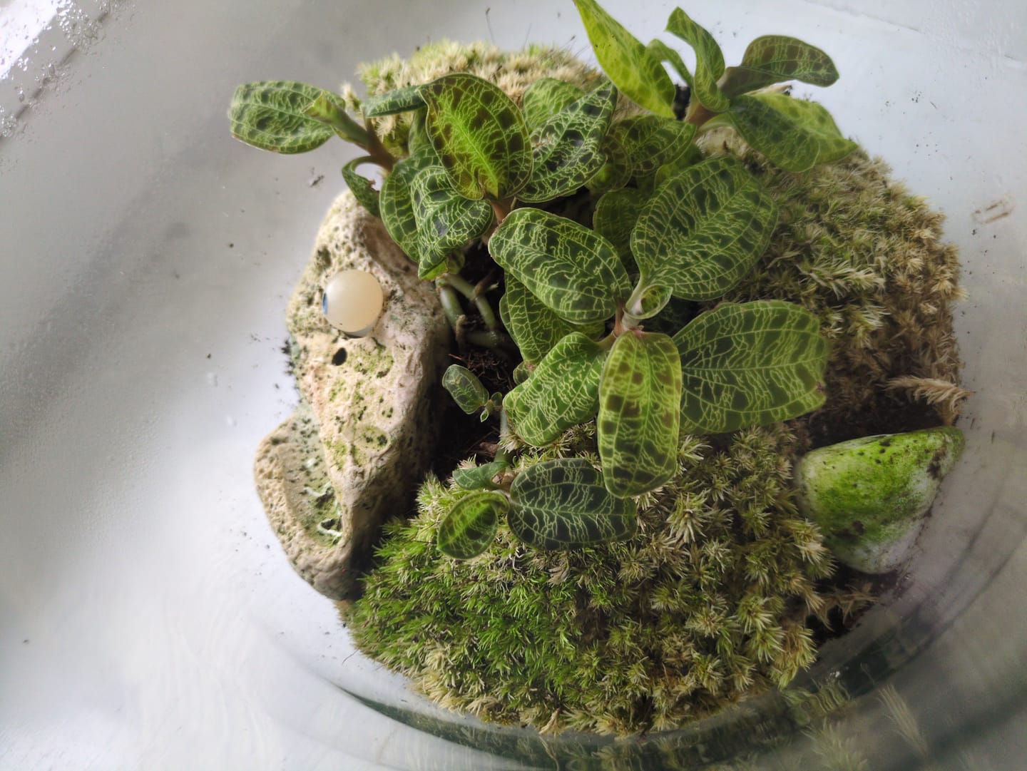 Customer photo review of Moosballen