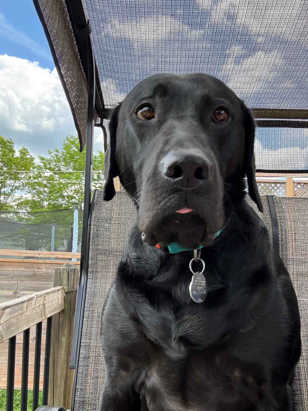Customer photo review of Horizon Pulsar - Nourriture sans grains pour chien