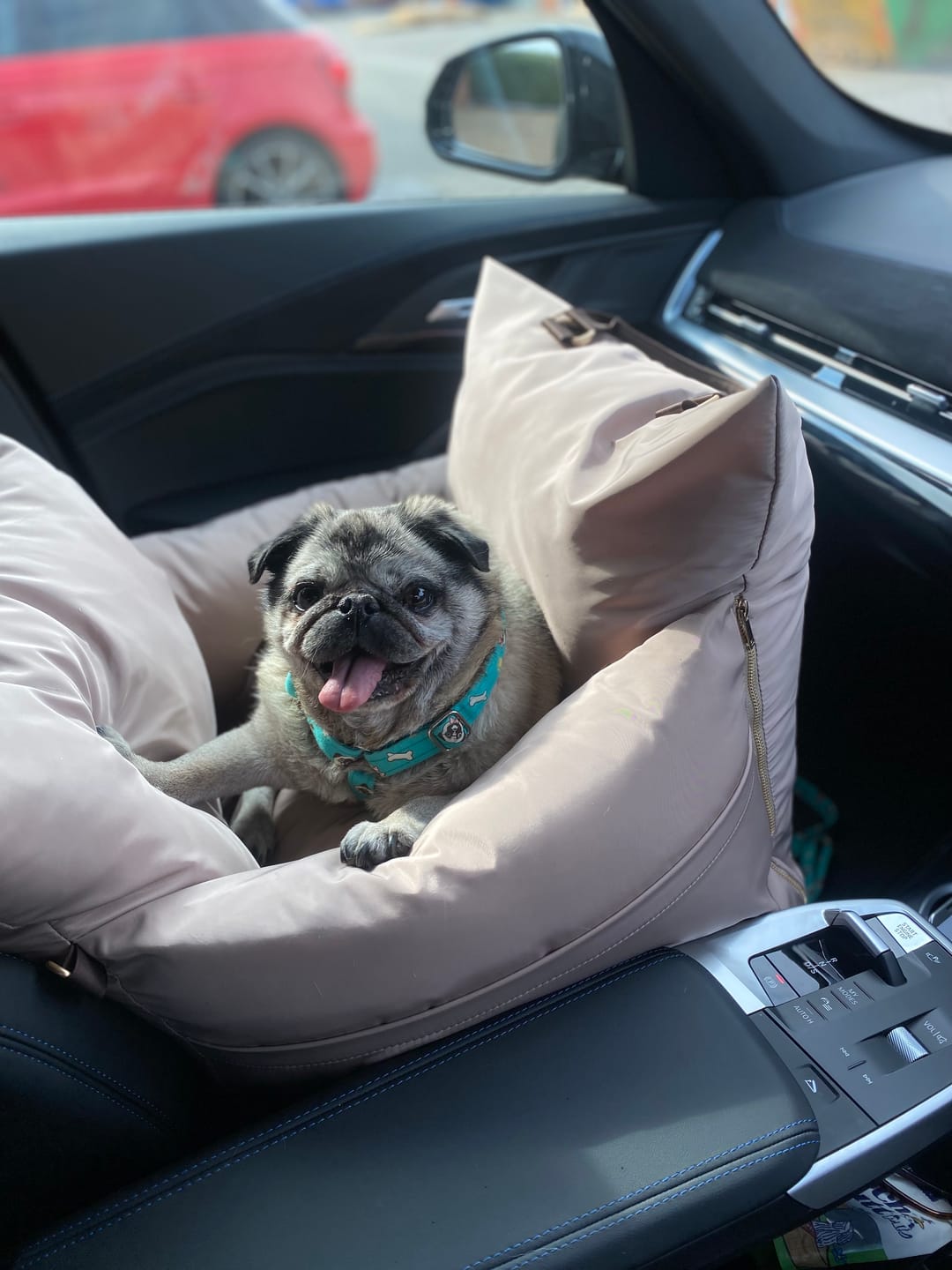 Customer photo review of Travel Dog Pod - Hazelnut