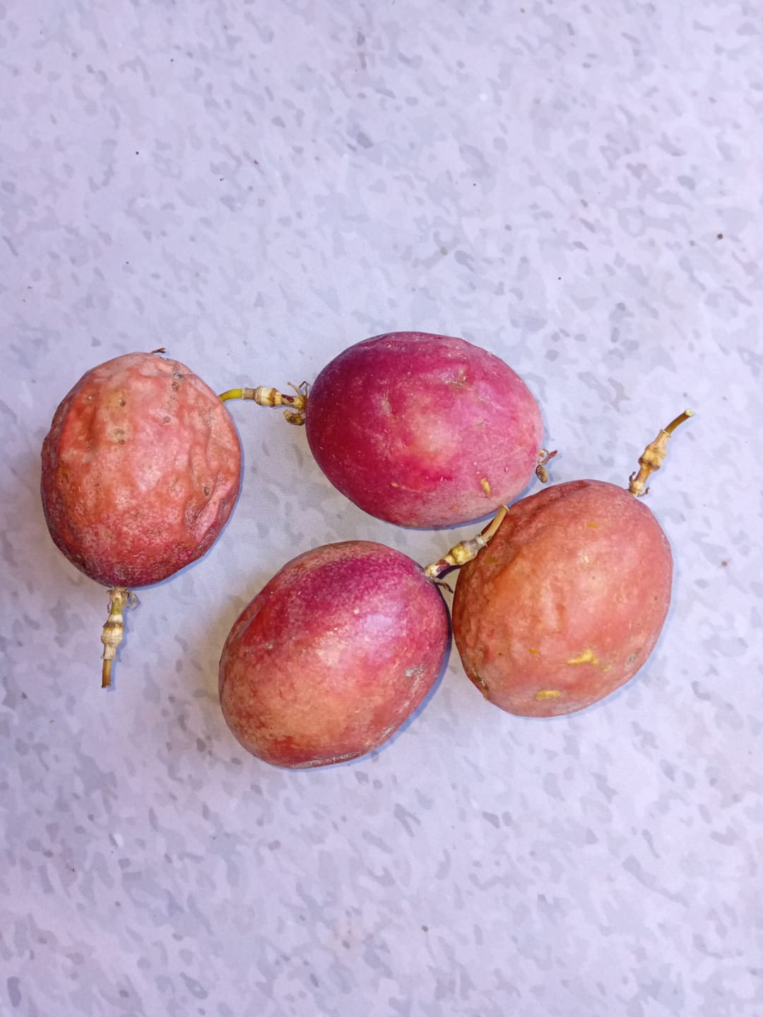 Customer photo review of Passionsfrüchte Bio von Salvador Retteraktion %