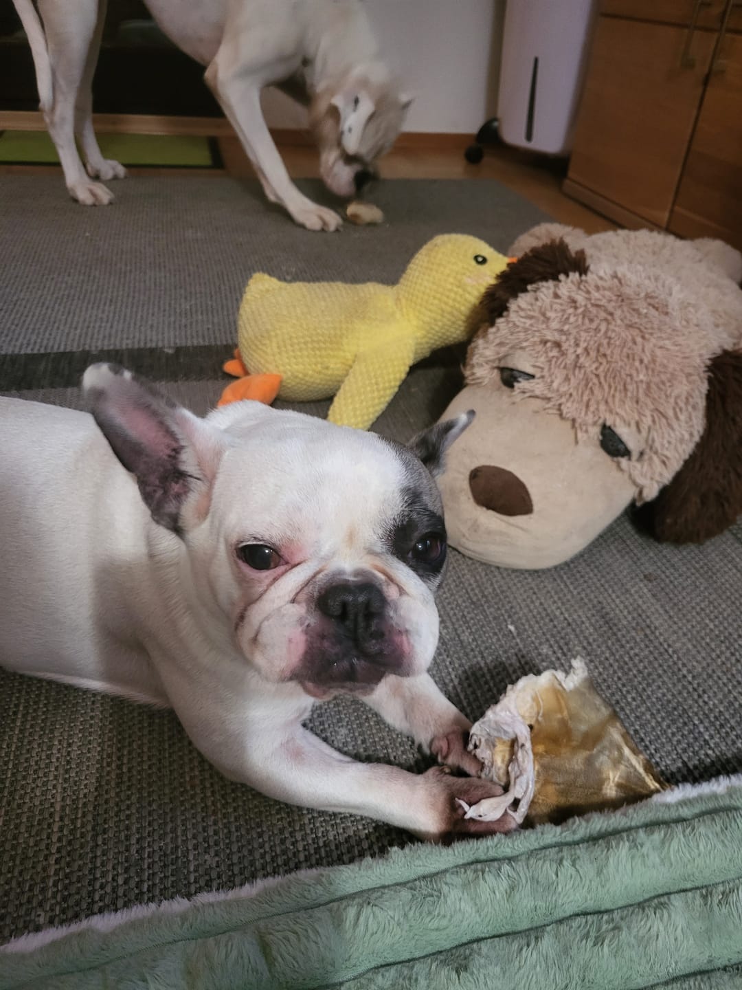 Customer photo review of Allergietest Basic Hund