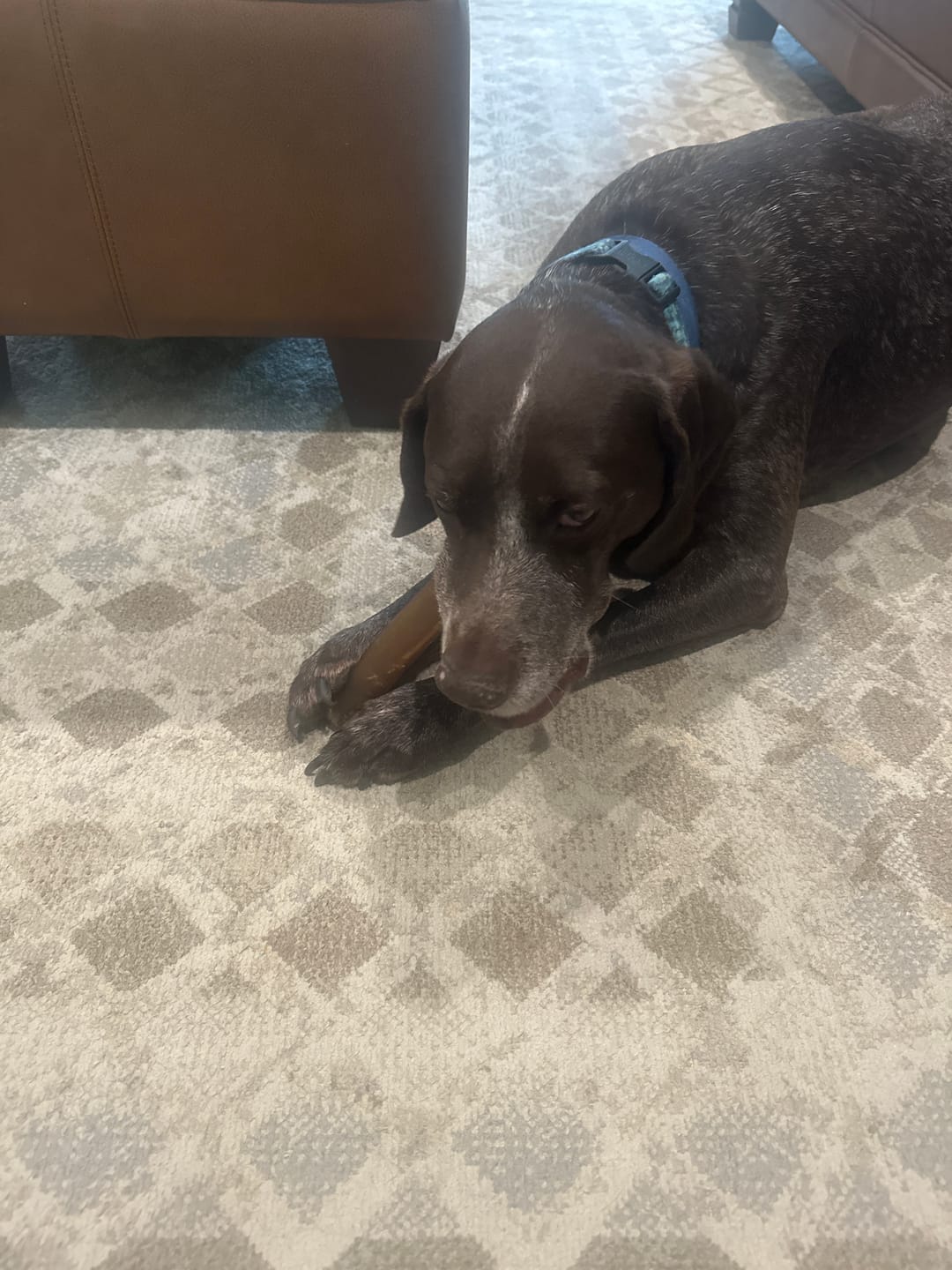 Customer photo review of Wholly Pup Gift Card