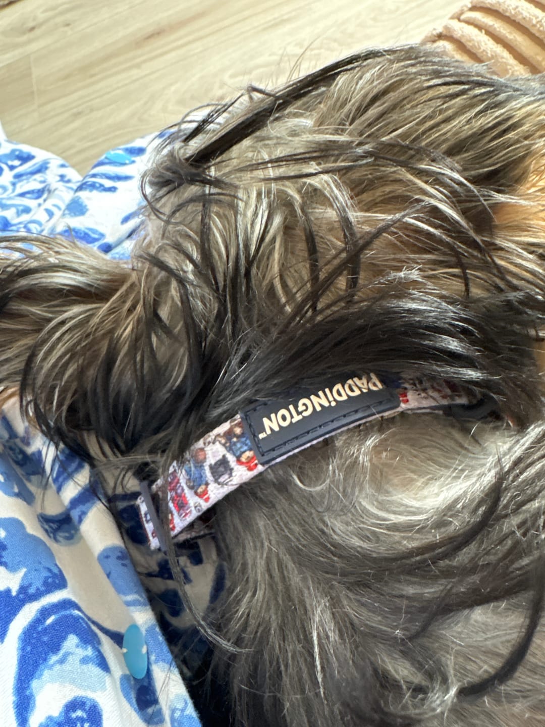 Customer photo review of Paddington™ Collar - London