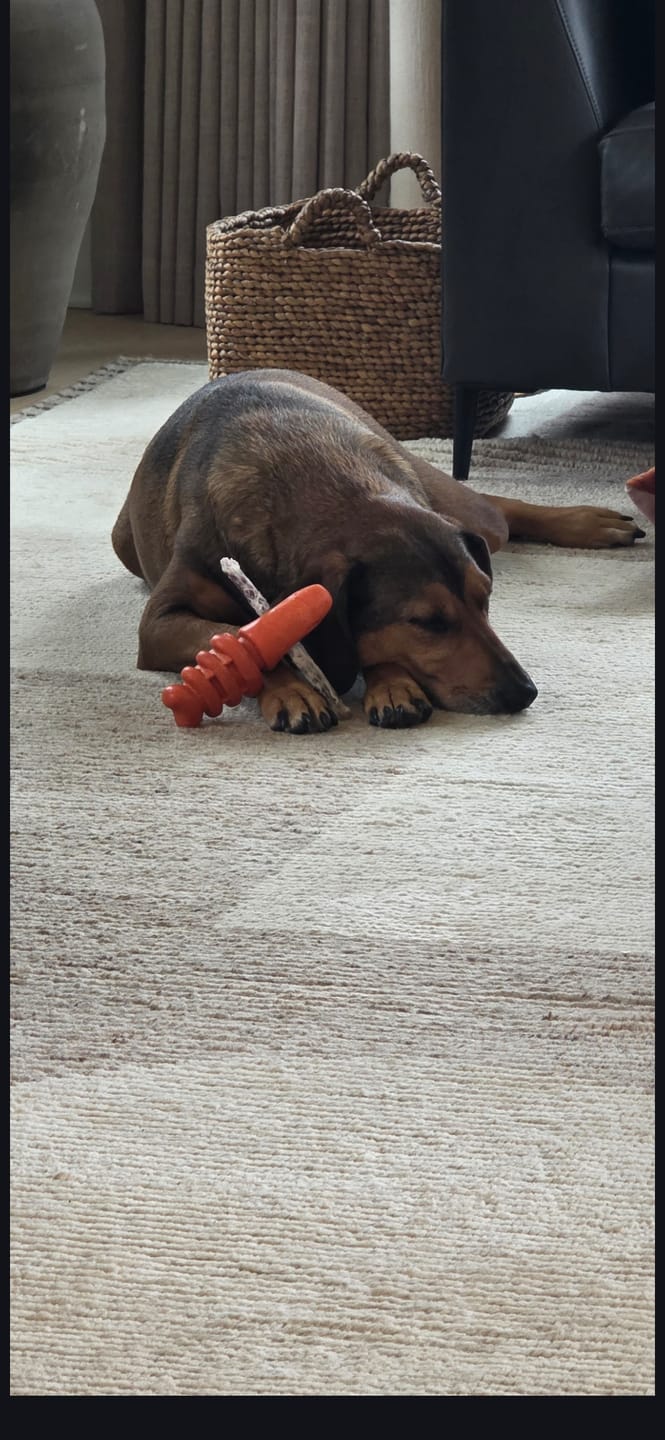 Customer photo review of 6 Inch Monster Bully Stick