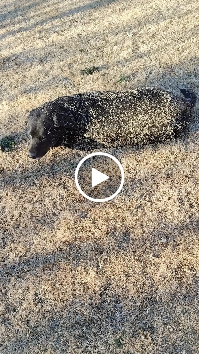 Customer video review of FlexCare (Joint & Movement Support For Dogs)