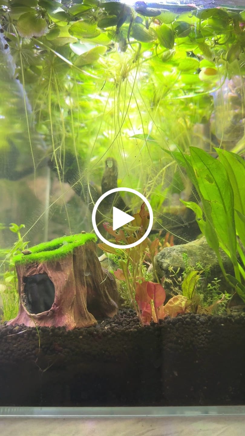 Customer video review of Blue Dream Shrimp
