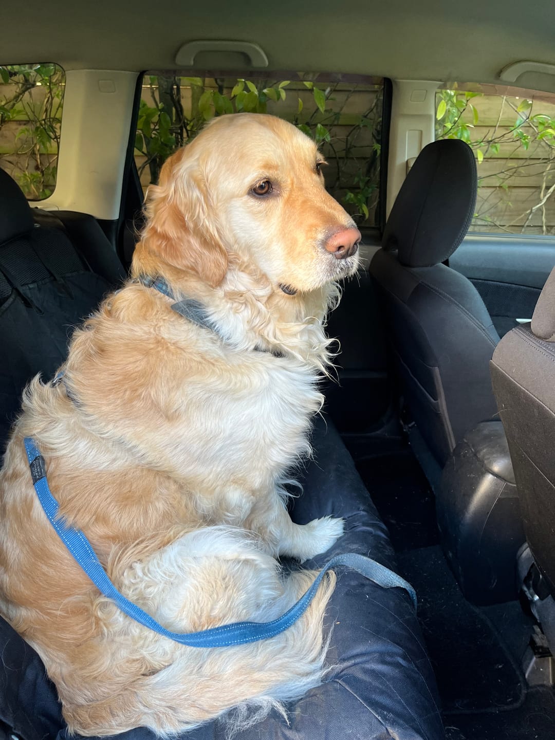 Customer photo review of Car Seat Cover