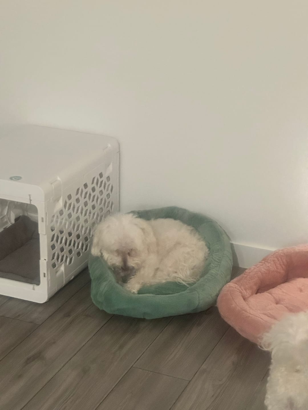 Customer photo review of Calming Lounger Dog Bed