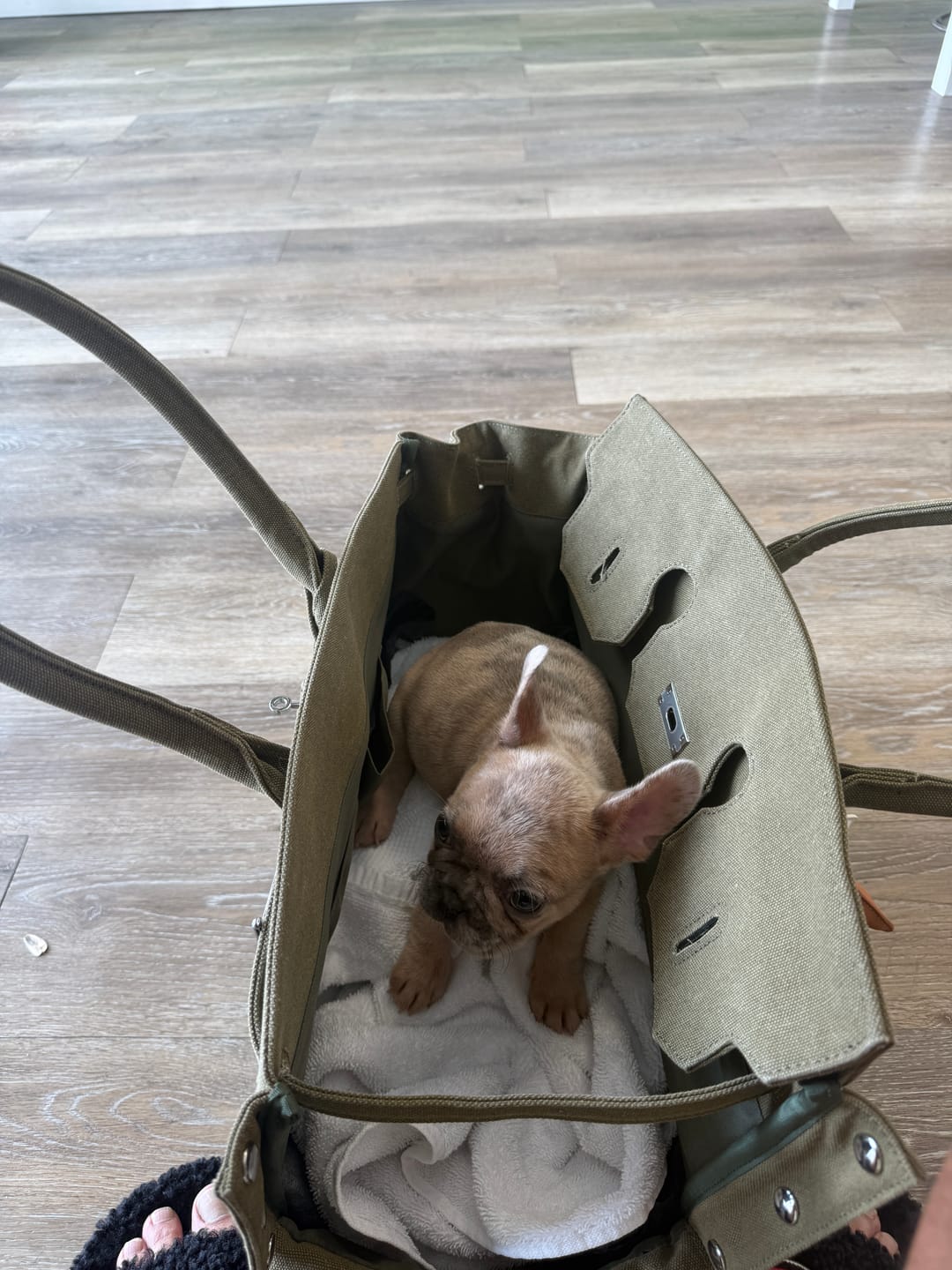 Customer photo review of The Barkin Pet Carrier (PRE-ORDER)