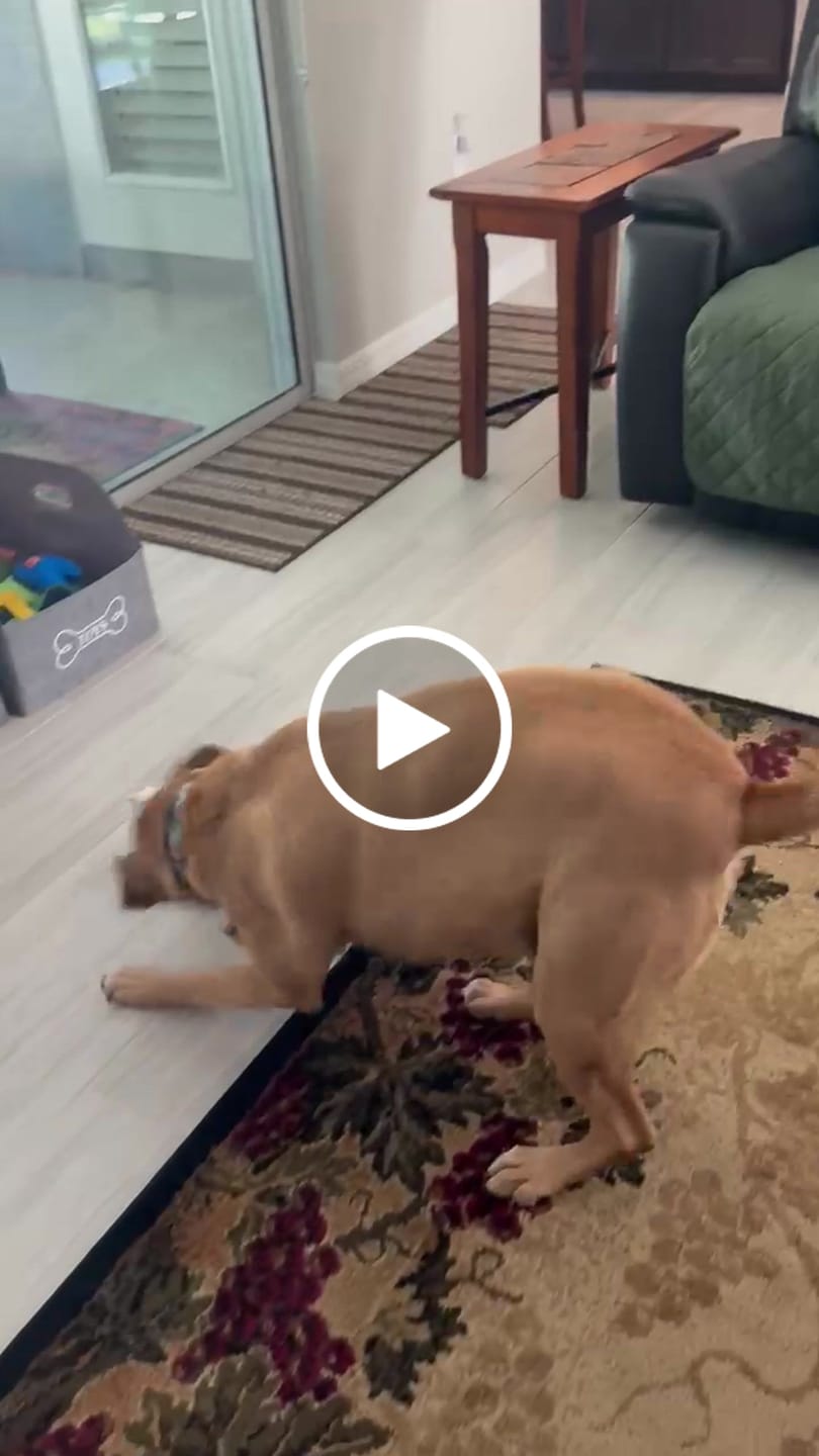 Customer video review of Lolahemp Mobility Drops