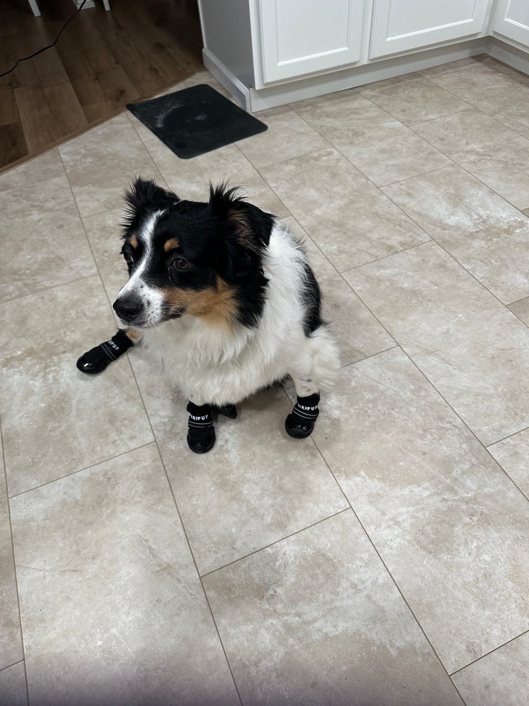 Customer photo review of AIR PUP DOG BOOTS - SET OF 4